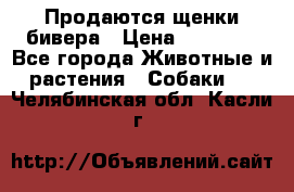 Продаются щенки бивера › Цена ­ 25 000 - Все города Животные и растения » Собаки   . Челябинская обл.,Касли г.